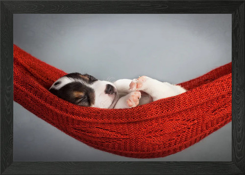 Poster beagle cane cucciolo - beagle,