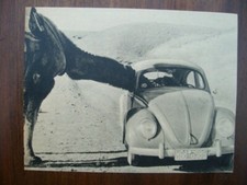 VW Volkswagen Maggiolino, Maggiolino Maggiolino, Cammello, Dromedario, Deserto, Illustrazione, 1955
