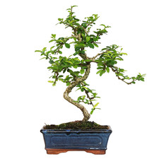 Bonsai Carmona - Bonsai Tè del Fukien Tè Coreano - Piante Vere da Interni