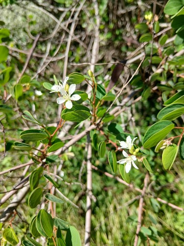 Bauhinia brachypetala 5 - bauhinia, (5