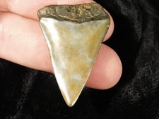 Ancestral Great WHITE SHARK