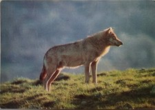 Animali lotto di 40 cartoline