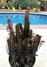 Euphorbia trigona pianta - euphorbia,