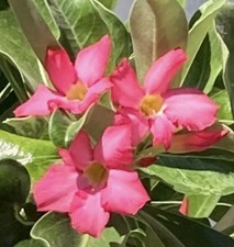 Adenium obesum 10 Semi