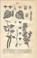 Stampa antica BETULLA Betula Birch Birke botanica 1890 Old antique print