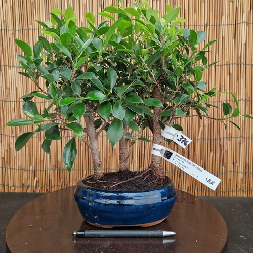 Bonsai ficus 34cm visita - bonsai,
