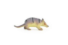 Armadillo cingulata very - cingulata,,