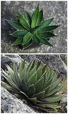 50 semi di Agave