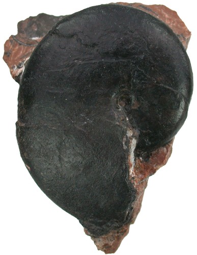 Trias sturia semiarata - trias,