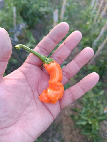 Semi peter pepper orange - semi,