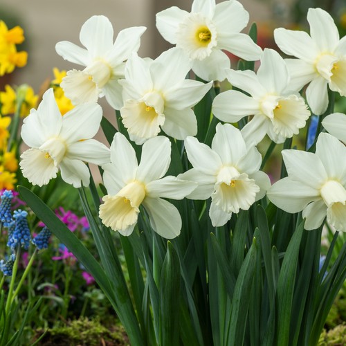 Narcisi bulbi fiori cipolle - bulbi,