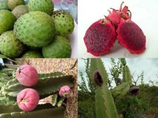 Cactus fruttifero - 4 specie -