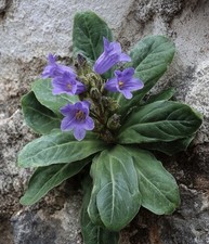 🌱 SEMI MANDRAGORA