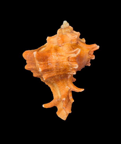 Conchiglia shell hexaplex - conchiglia,