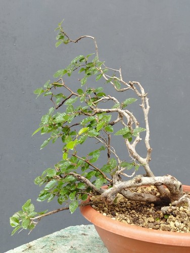 Pre bonsai carpino nero - pre,