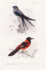 Incisione Di Uccelli Cypselus Mystaceus E Xanthornus Aurantius Orbigny 1841