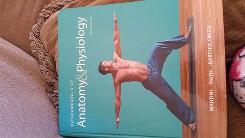 Fundamentals anatomy - fundamentals, &