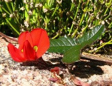 RARE 8 graines de KENNEDIA