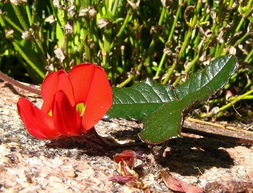 Rare graines kennedia - 8, de