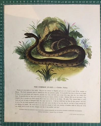 Stampa antica 1845 serpente - antica, 1845;