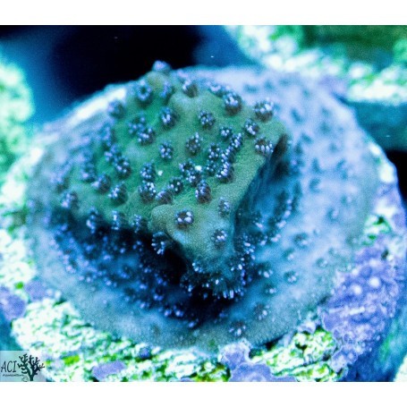 Aci coltivato wintergreen - aci,