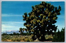 Postcard Joshua Tree (yucca