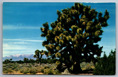 Postcard joshua tree - tree, (yucca