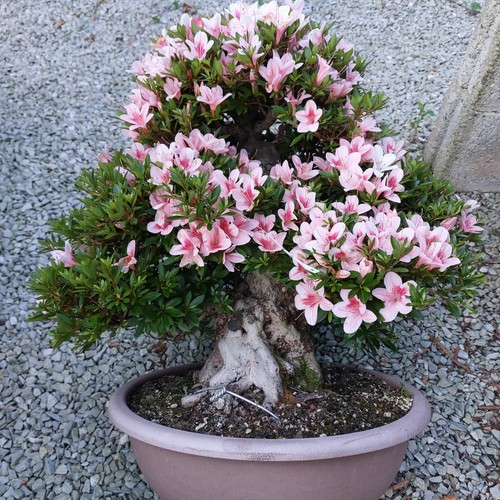 Bonsai giapponese azalea - giapponese,