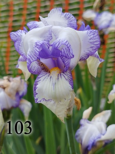 Rizoma iris germanica - 1,