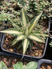 Rara pianta succulenta agave