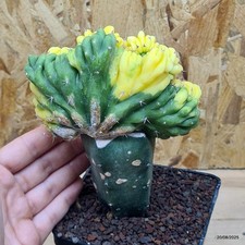 Triko cereus pachanoi