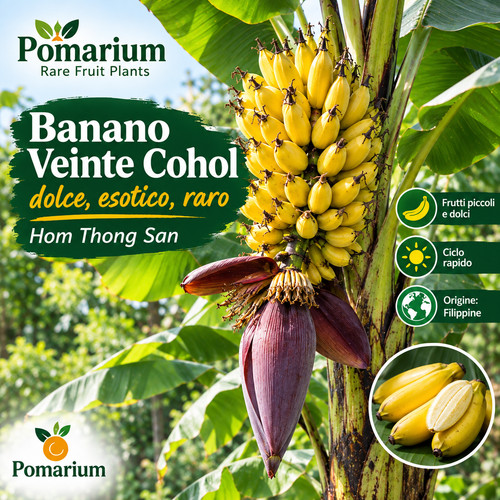Banano veinte cohol pianta - banano,