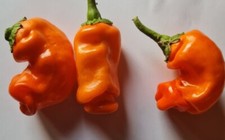 20 semi di Peperoncino Peter