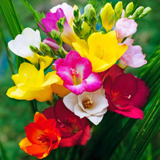 Bulbi Di Fresia | Bulbi