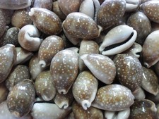 Cypraea vitellus 45- 52 mm