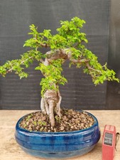bonsai  olmo cinese  h 34 cm