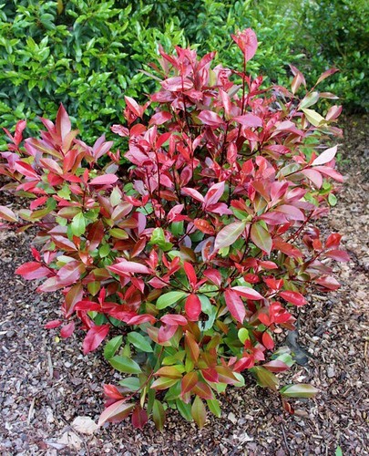 Photinia fraseri red robin - x, "red