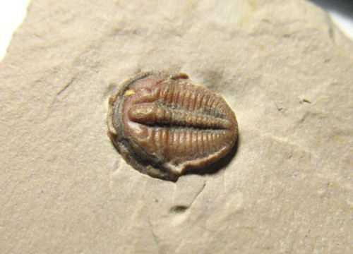 Cambrian elrathia kingi - elrathia,