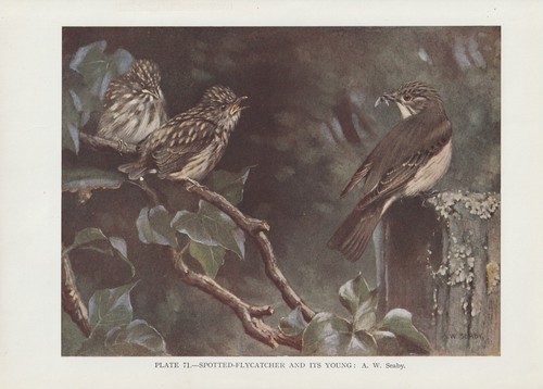 Grauschnäpper muscicapa - grauschnäpper, (muscicapa