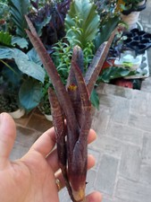 Neoregelia purpurea planta - purpurea,