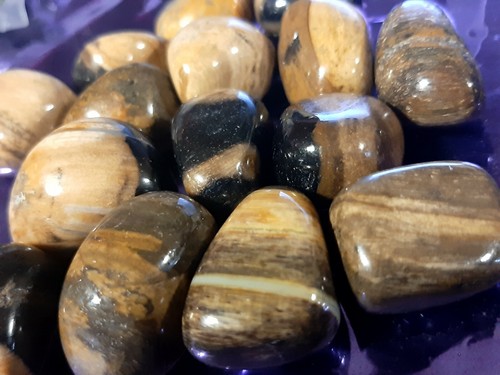 Legno fossile silicizzato - legno,