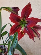 Hippeastrum PMn2 X YMn2 - 10