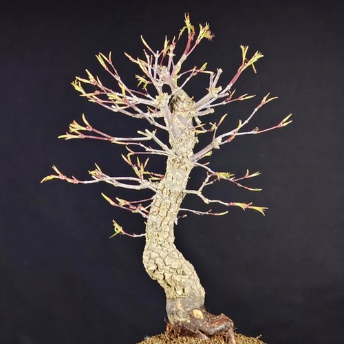 Bonsai acero giapponese acer - bonsai,