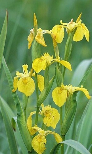 Yellow flag water - water, iris