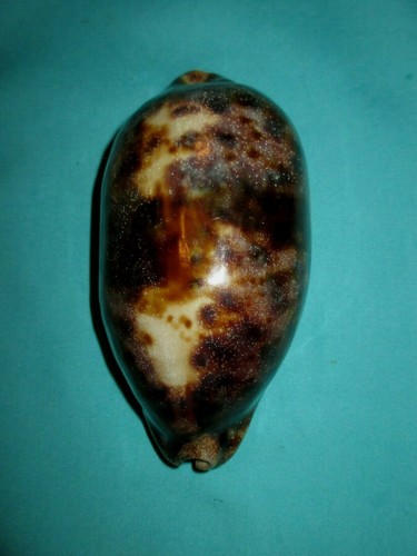 Cypraea testudinaria - ,