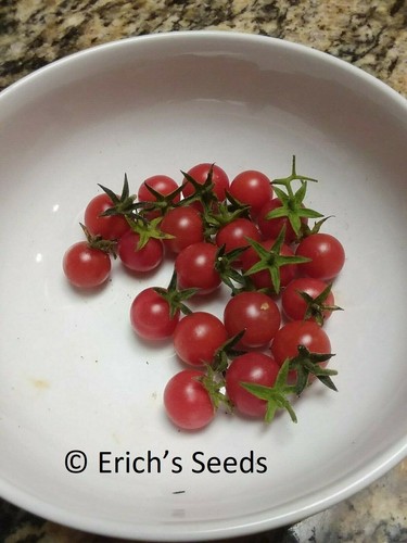 Florida everglades tomato - florida,