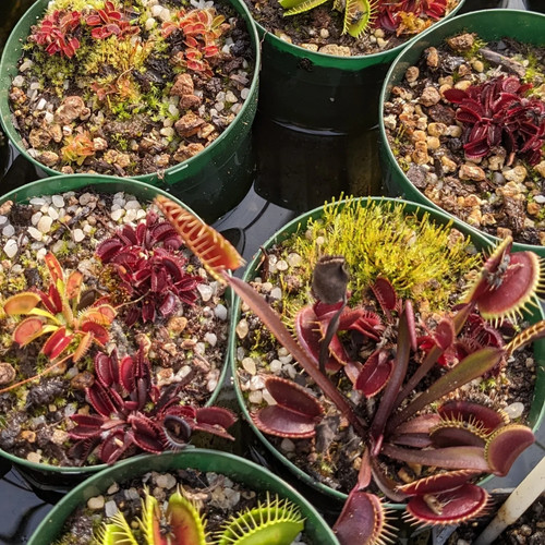 Dionaea muscipula dieci - muscipula,,