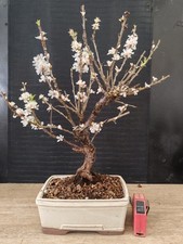 bonsai di  prunus tormentosa h