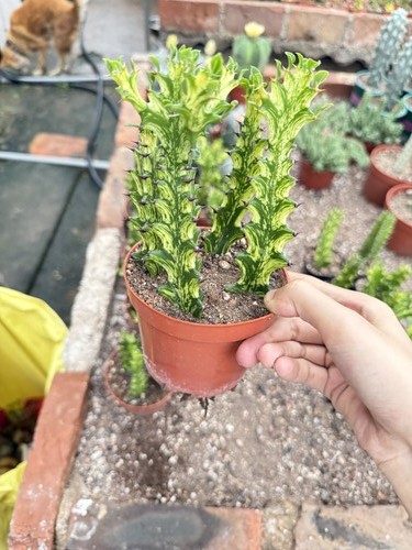 4pz euphorbia trigona - 4pz,