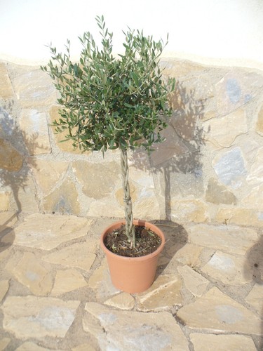 Olive tornite tronco alto - , /